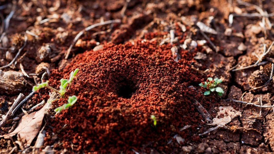Usar bicarbonato de sodio para eliminar los hormigueros del jardin: cómo hacerlo y por qué lo recomiendan