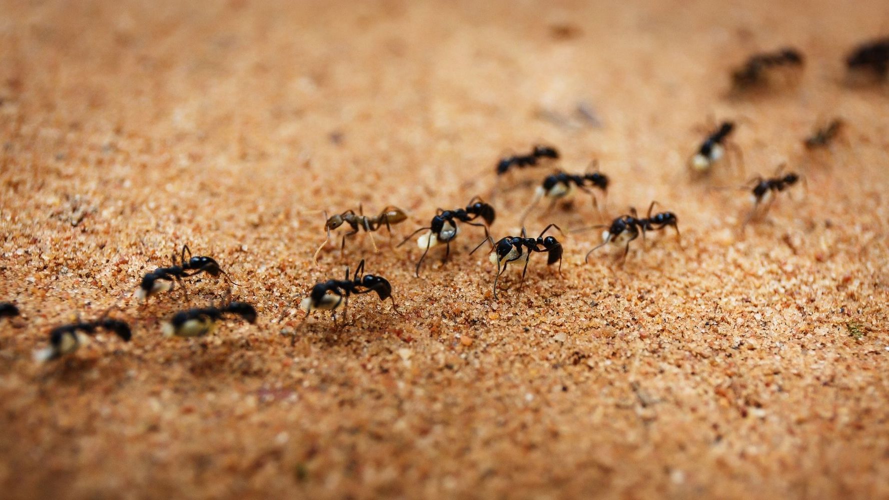 Hormigas.