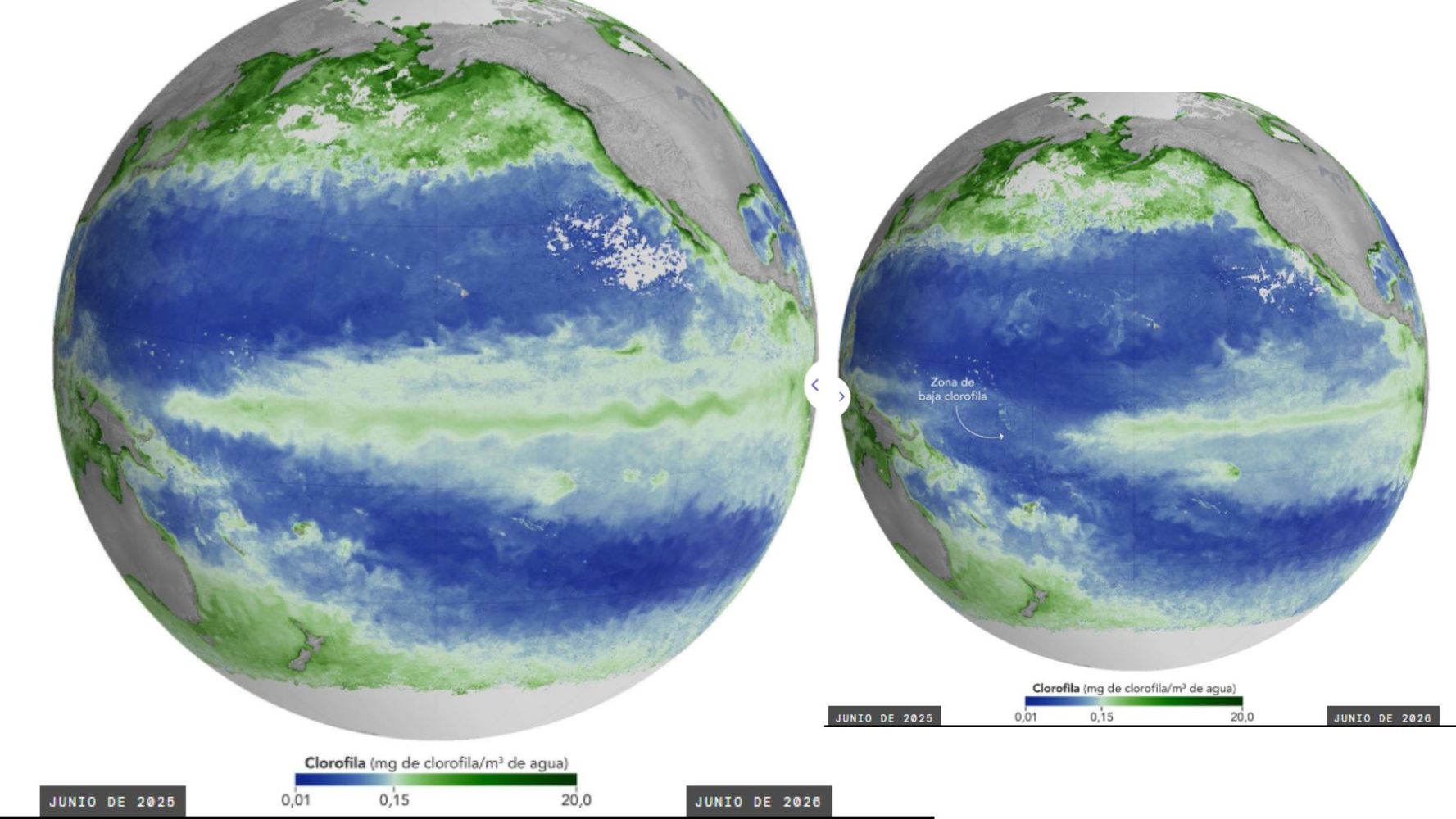 El Niño está provocando un fenómeno inesperado en el océano y la NASA reveló las imágenes
