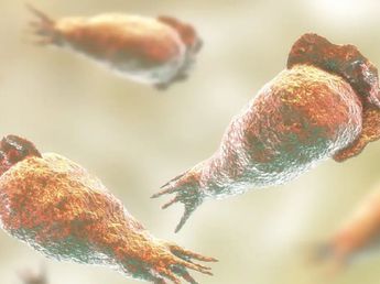 Qué es y cómo se contagia la ameba “comecerebros”, el microbio que provocó la muerte del chico de 10 años en las termas de Catamarca