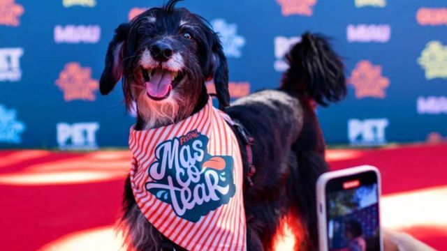 Llega el Festival Mascotear.