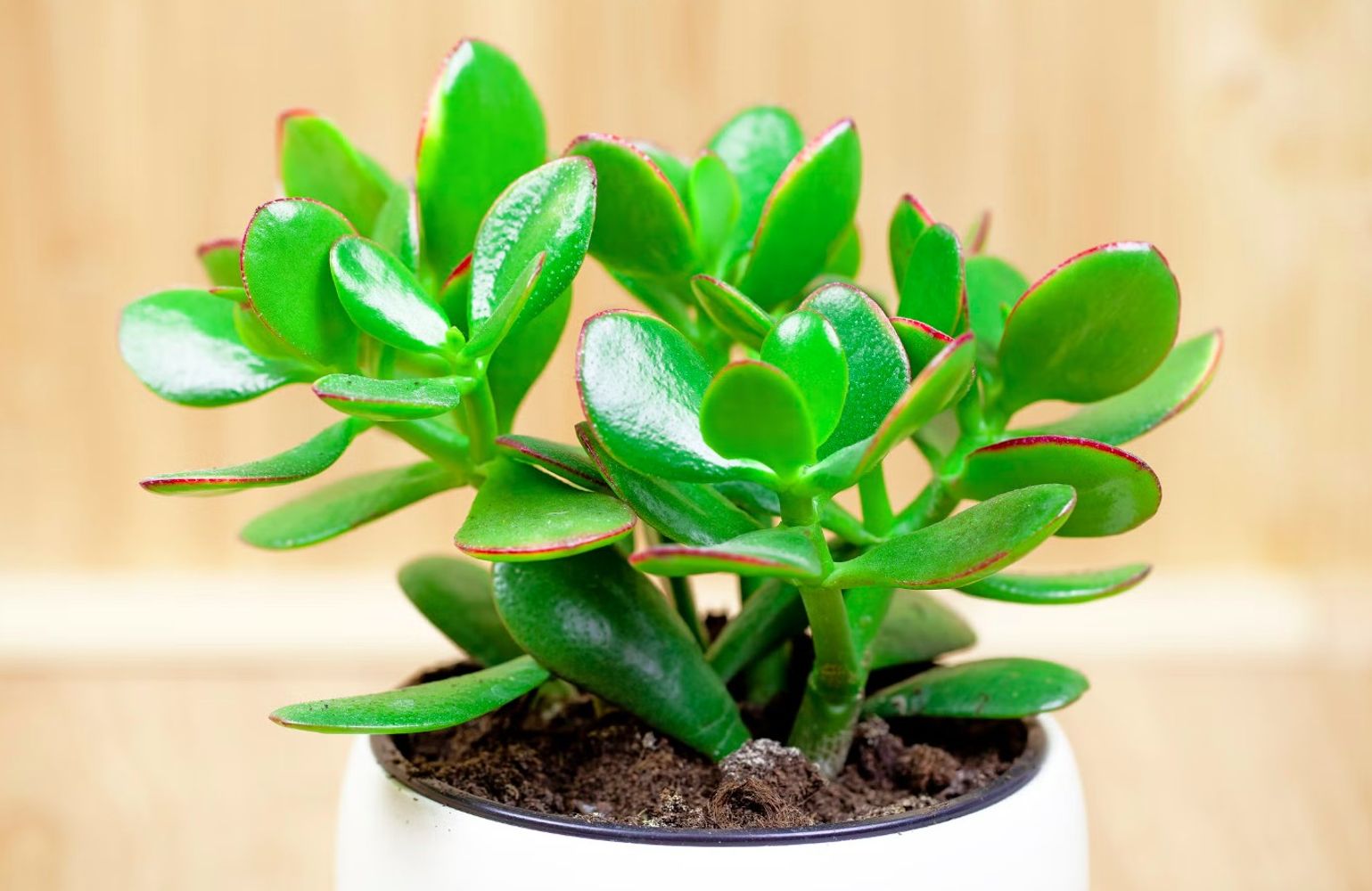 Feng Shui: estas son las 4 plantas que recomienda para la entrada de casa y qué significado tienen