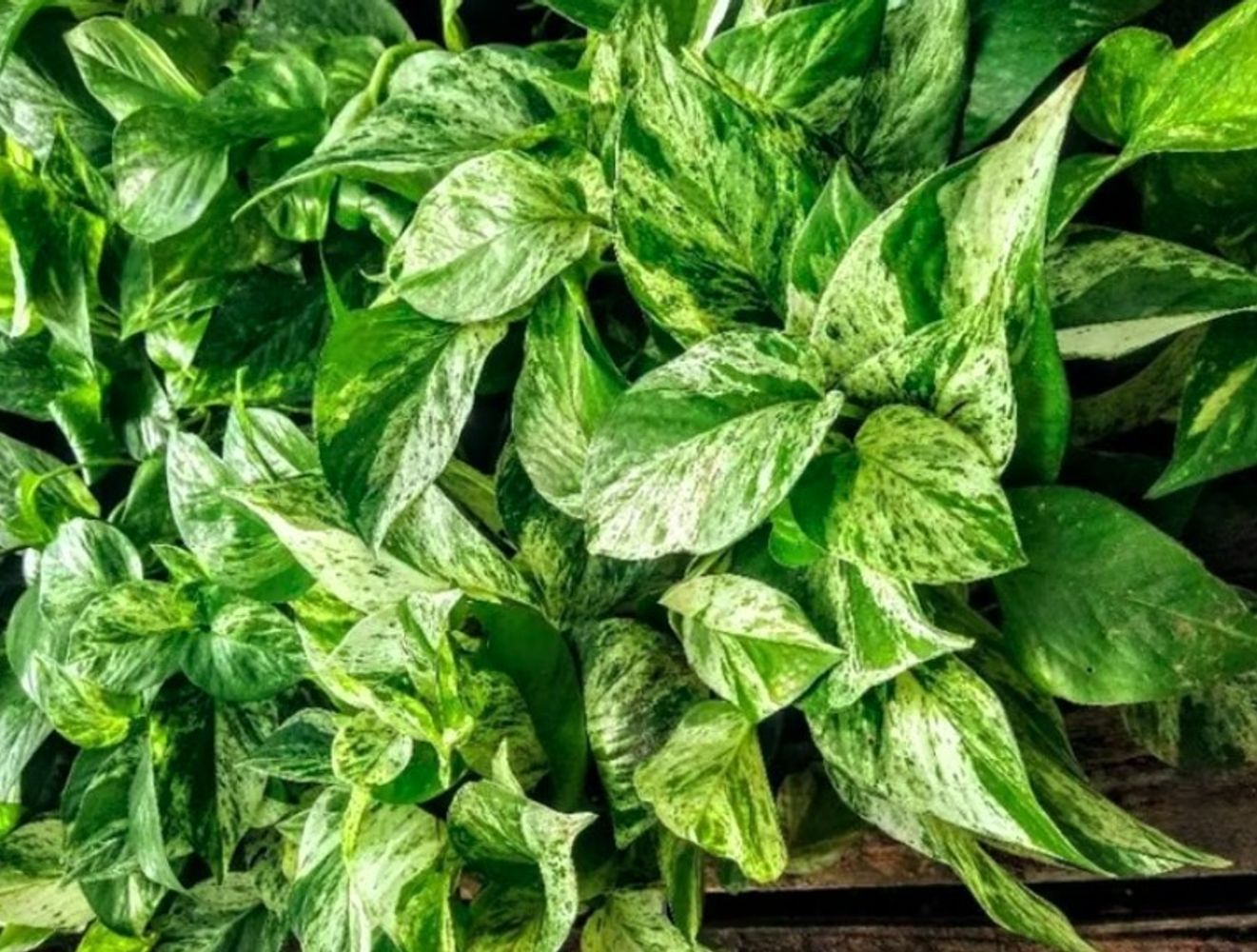 Feng Shui: estas son las 4 plantas que recomienda para la entrada de casa y qué significado tienen