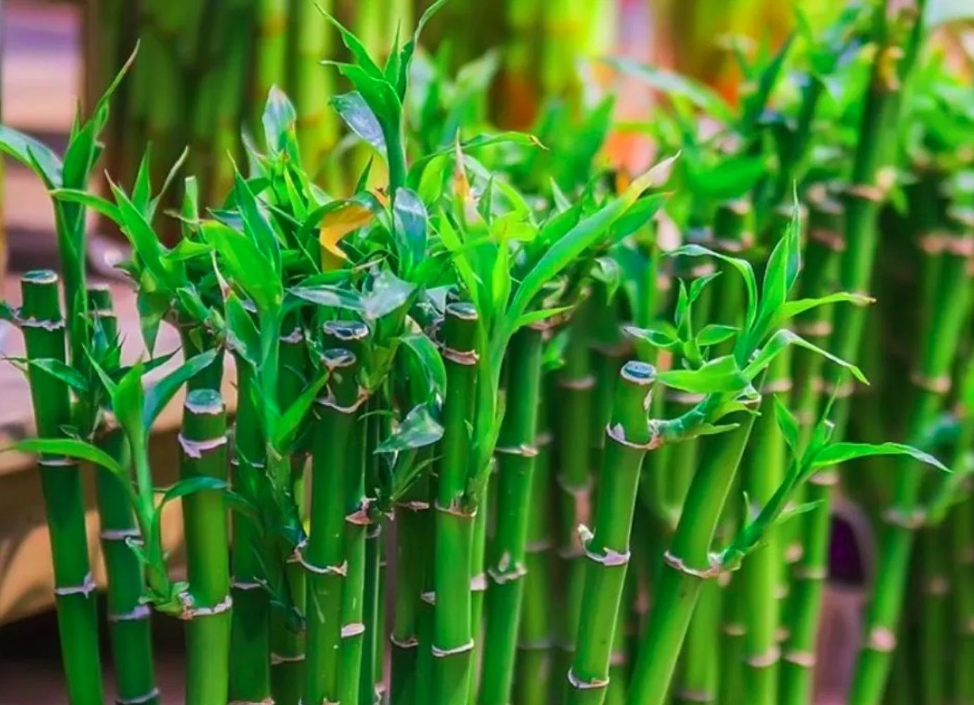 Feng Shui: estas son las 4 plantas que recomienda para la entrada de casa y qué significado tienen