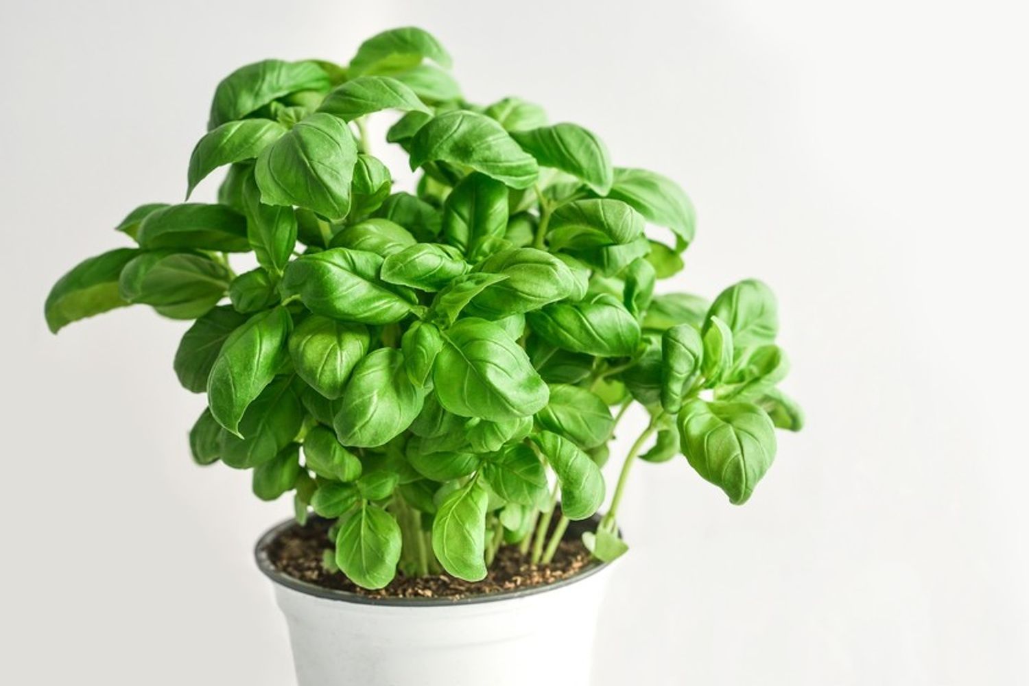 Feng Shui: estas son las 4 plantas que recomienda para la entrada de casa y qué significado tienen