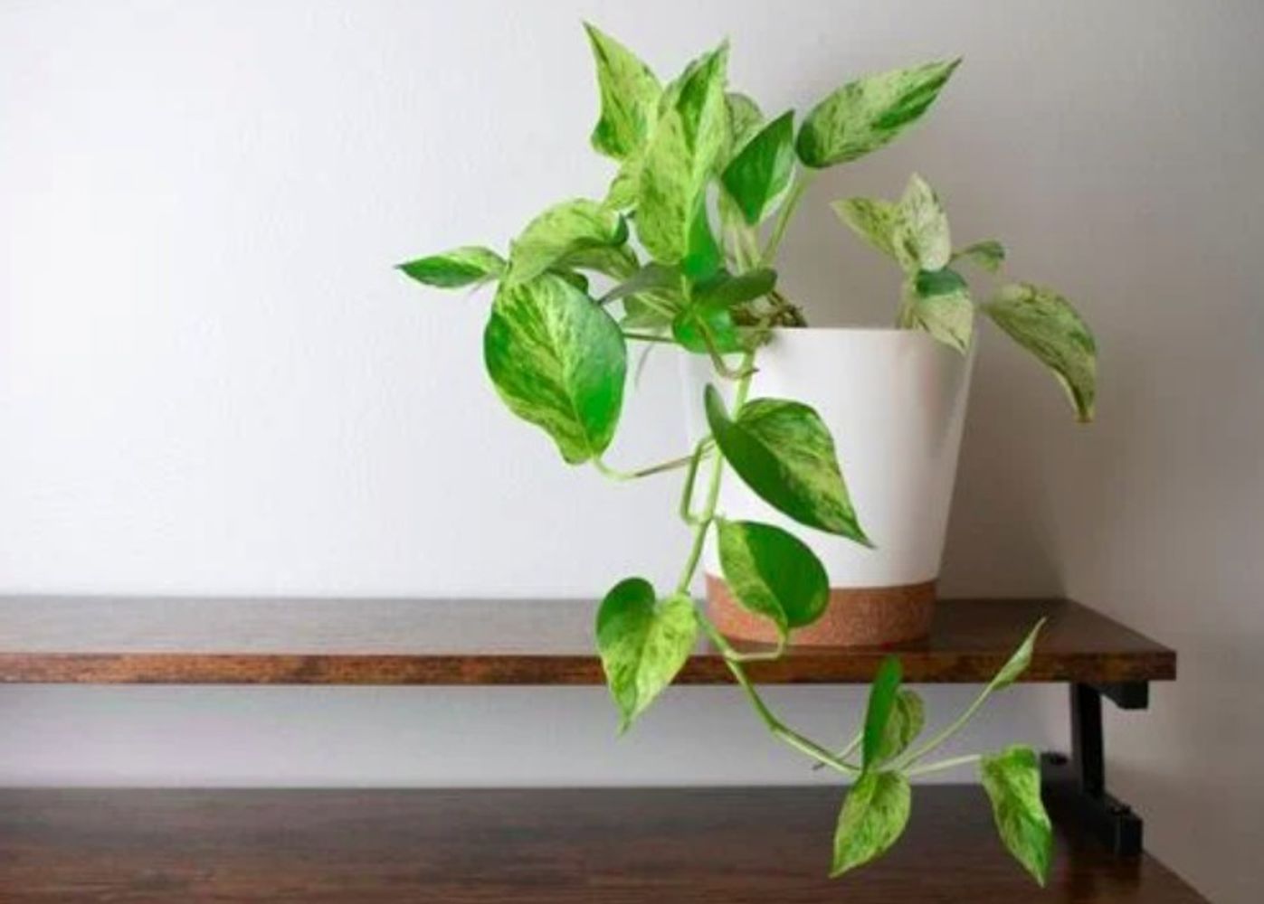 Feng Shui: estas son las 4 plantas que recomienda para la entrada de casa y qué significado tienen