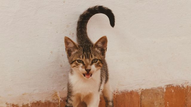 Qué significa que tu gato se te acerque con la cola en forma de signo de pregunta.