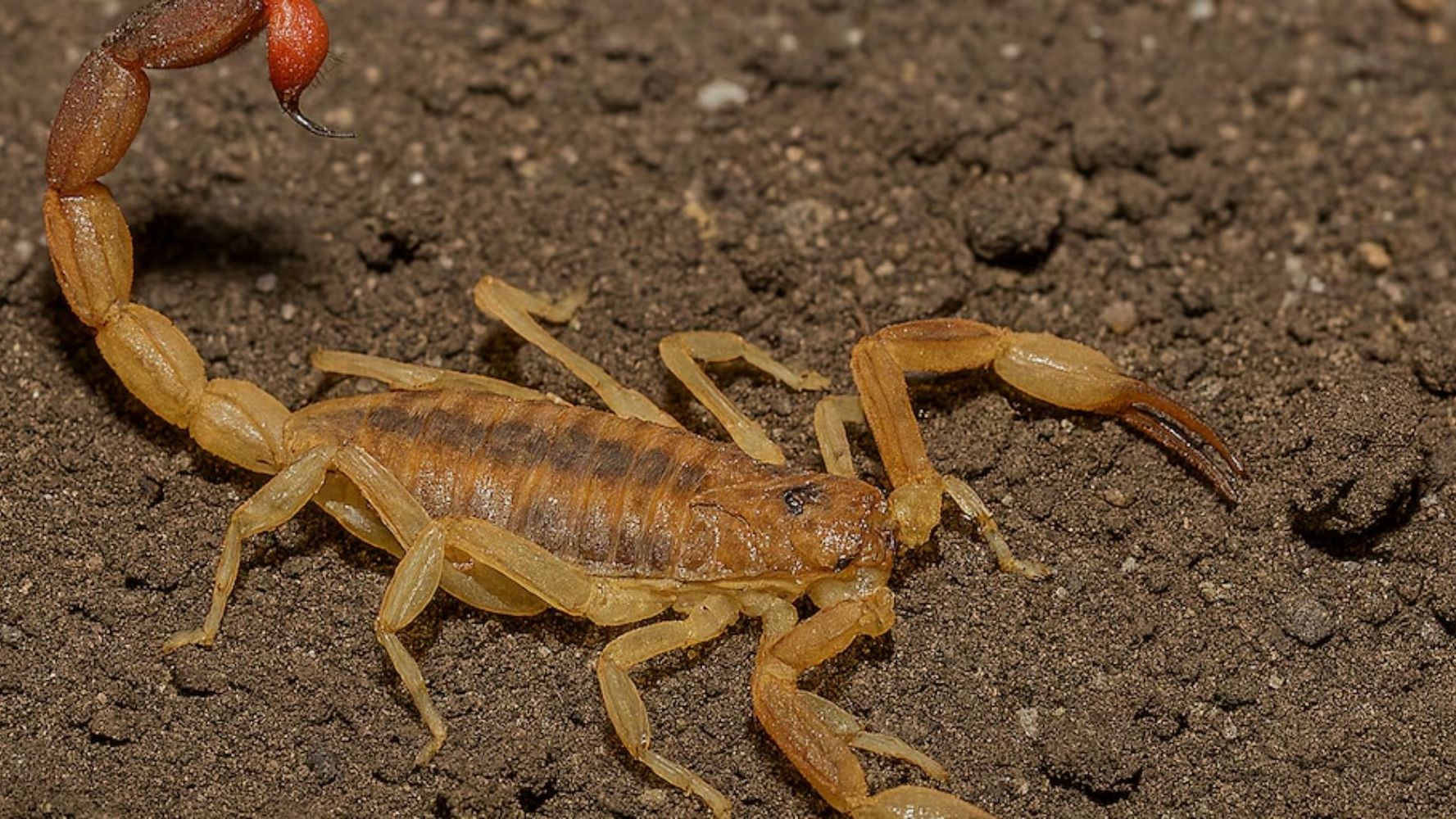 Alerta por la aparición de alacranes.
