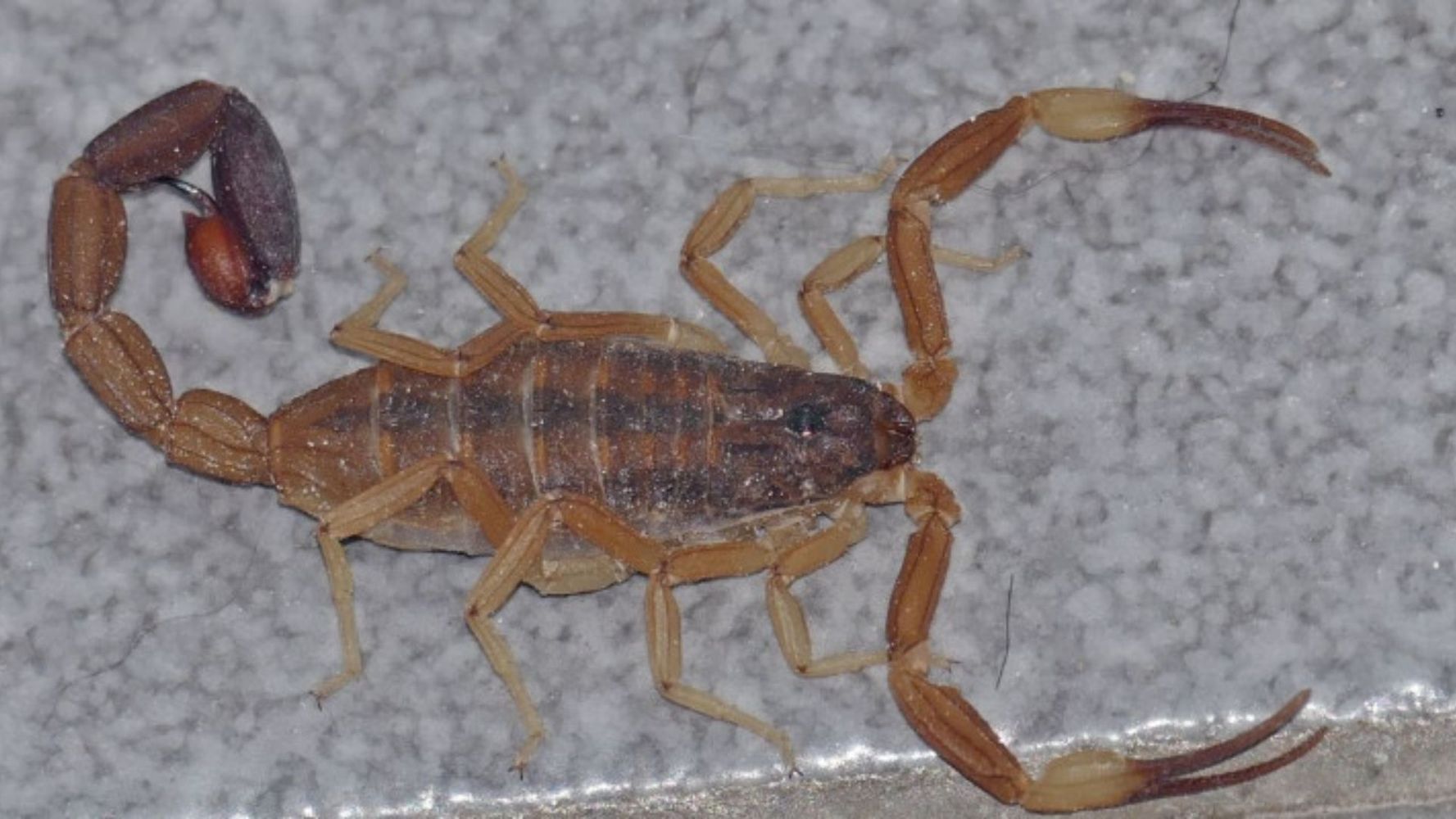 Alerta por la aparición de alacranes.
