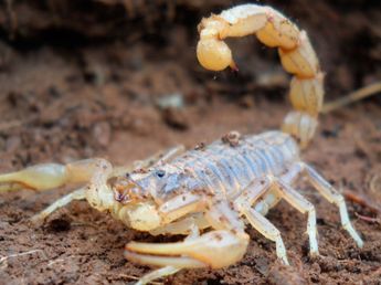 Las lluvias producidas por El Niño están provocando la aparición de alacranes: qué recomiendan los expertos