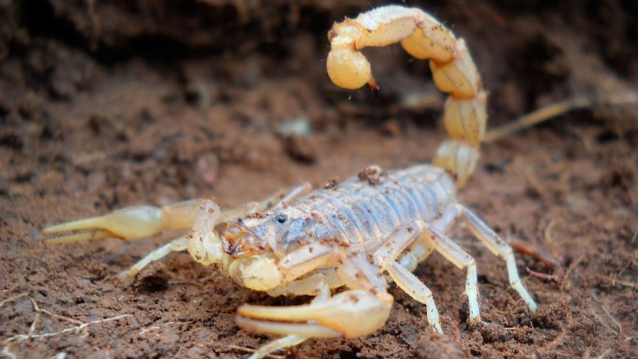 Alerta por la aparición de alacranes.