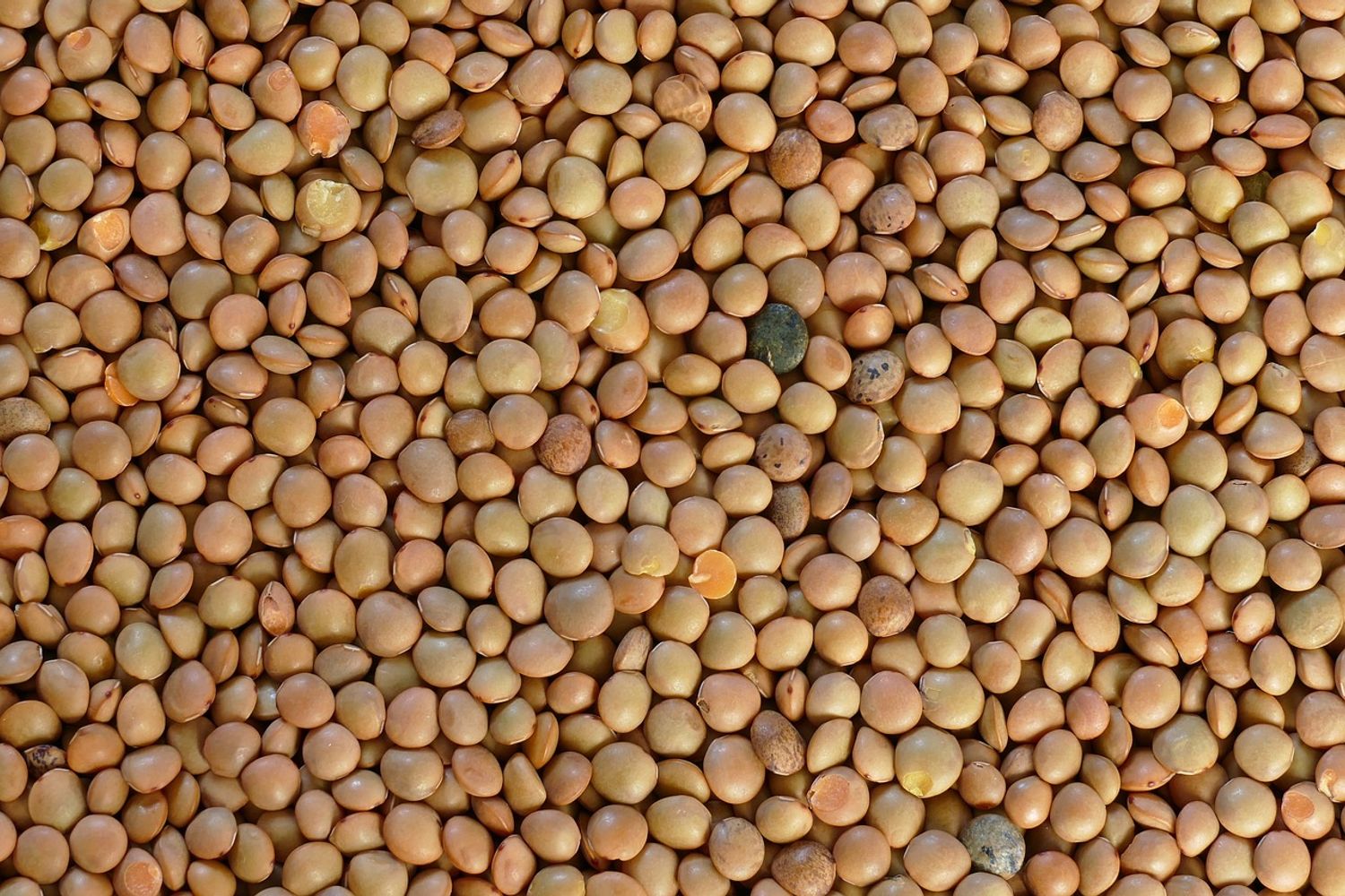 Los nutricionistas expertos explican por qué recomiendan dejar las lentejas en remojo con una pizca de bicarbonato: el sencillo truco para ablandarlas y facilitar la digestión