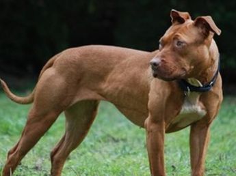 Córdoba: una nena de 2 años sufrió una fractura de cráneo tras el ataque de un pitbull