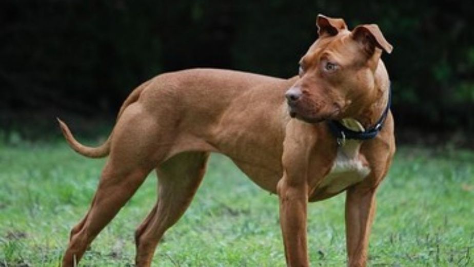 Córdoba: una nena de 2 años sufrió una fractura de cráneo tras el ataque de un pitbull