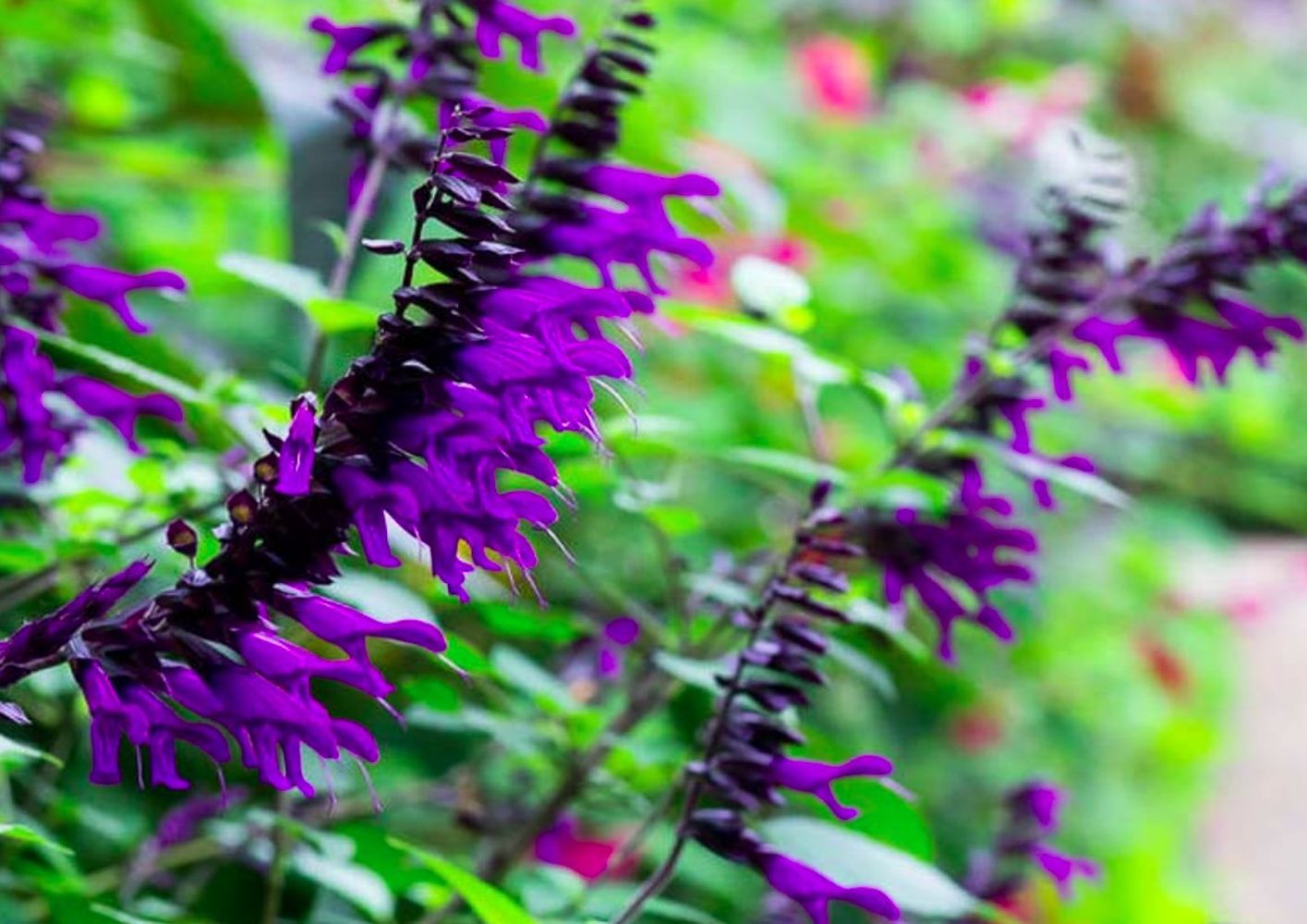 Salvia Amistad