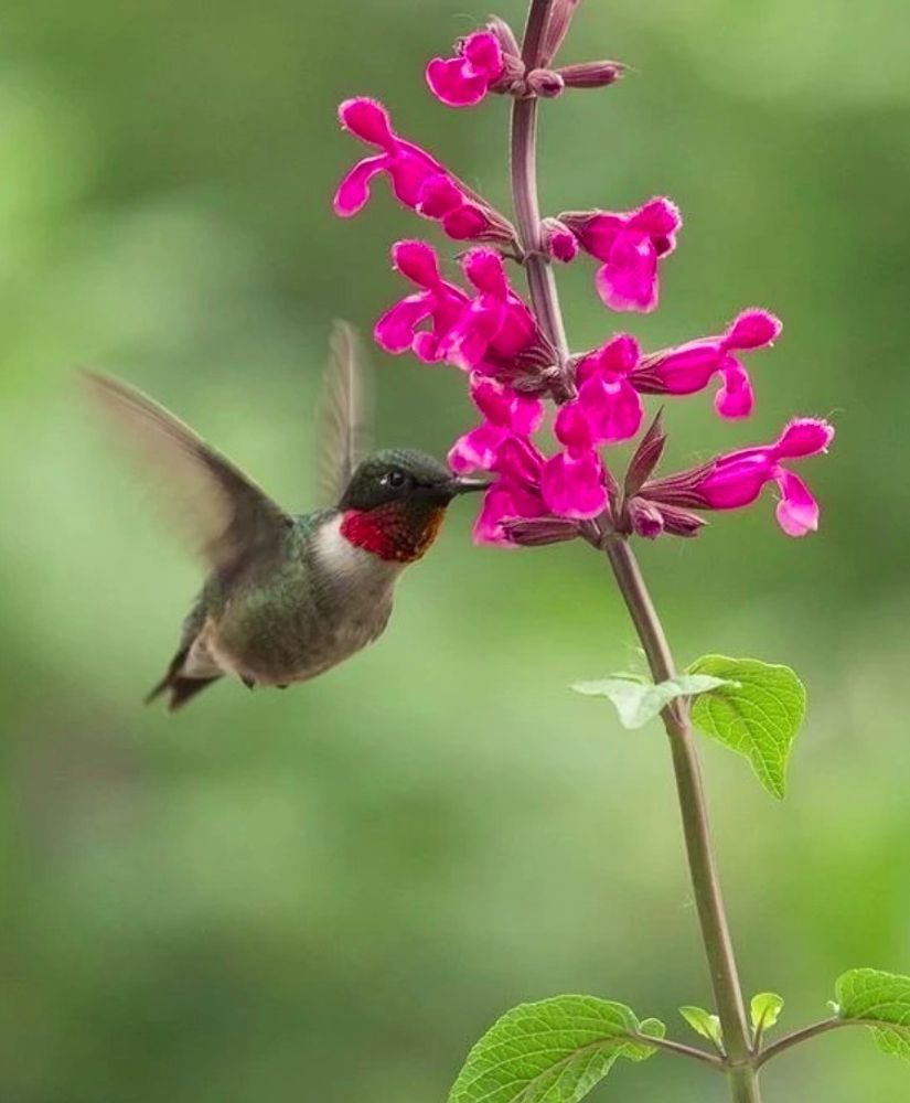 Salvia Involucrata