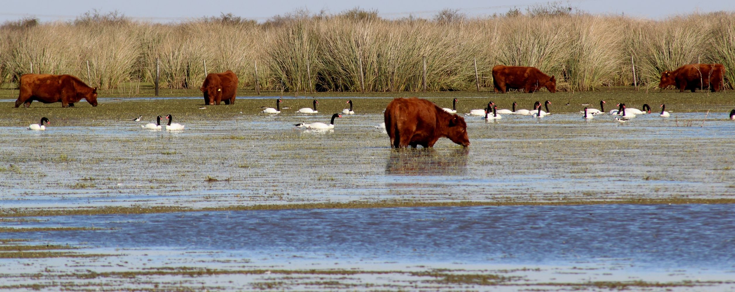 Hacienda vacuna en Islas del Delta.