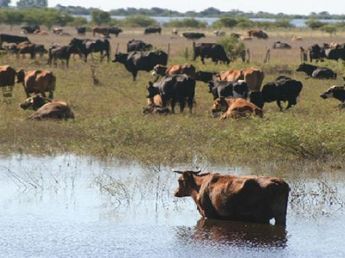 El Niño amenaza al ganado en las islas: quedan 192.000 cabezas y crece el reclamo de emergencia
