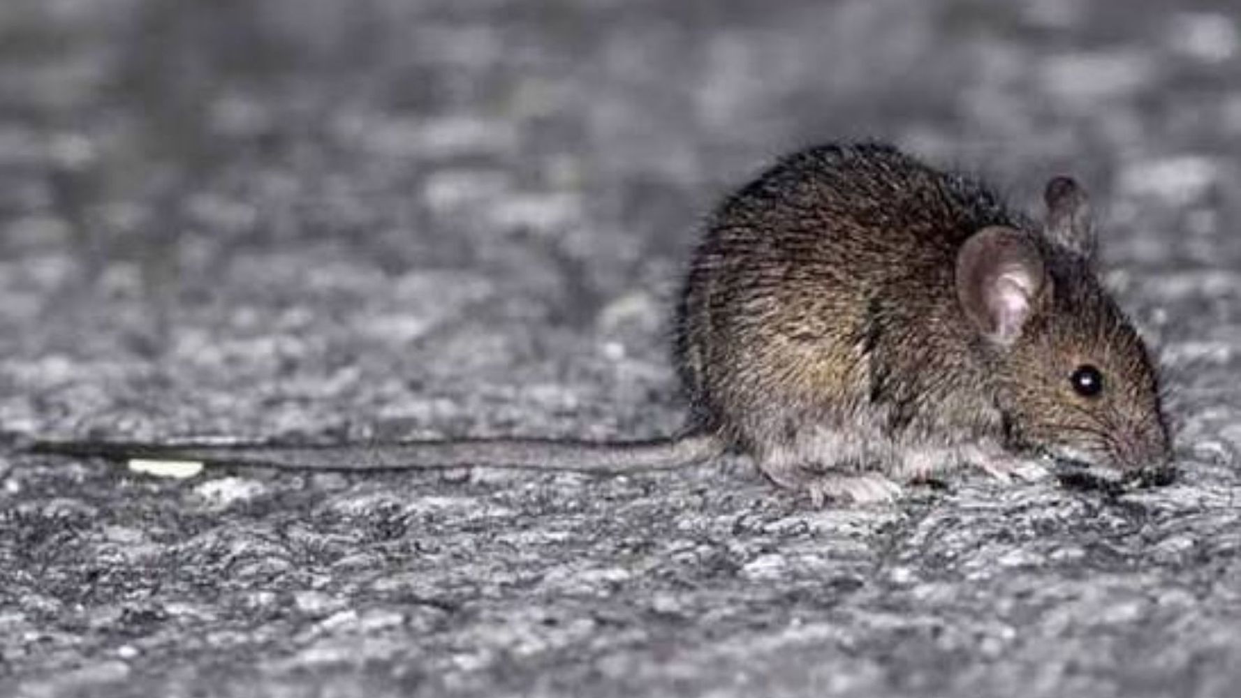 Aumentaron los casos de leptospirosis en la Argentina.