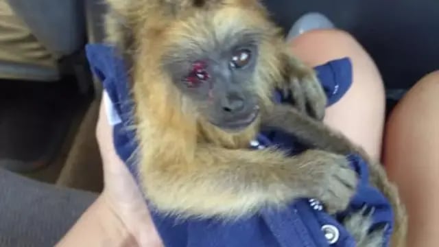 Mono Carayá rescatado luego de ser atropellado