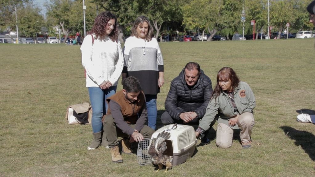 La emotiva liberación de un gavilán en Ciudad y su gran aporte en el control de plagas y enfermedades. Foto: Prensa Ciudad de Mendoza.