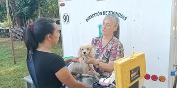 Esterilizaron más de 600 mascotas en Puerto Iguazú durante el 2023
