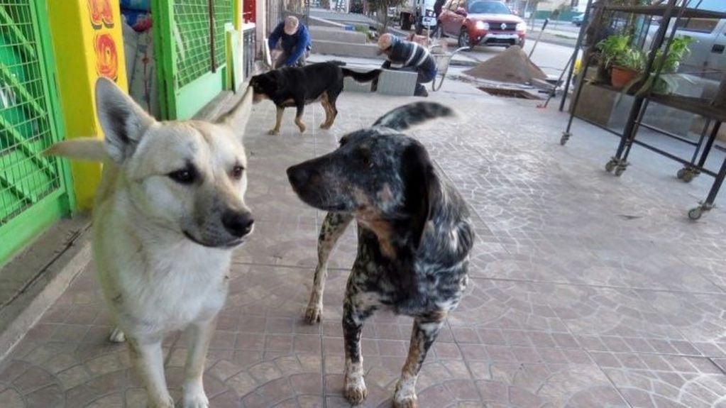 Exigen a los dueños de los perros que no anden sueltos en la calle (web)