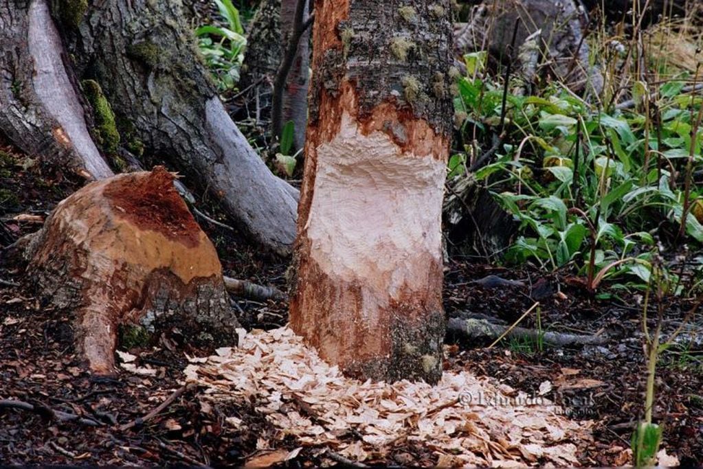 Castores, depredadores del bosque nativo fueguino.