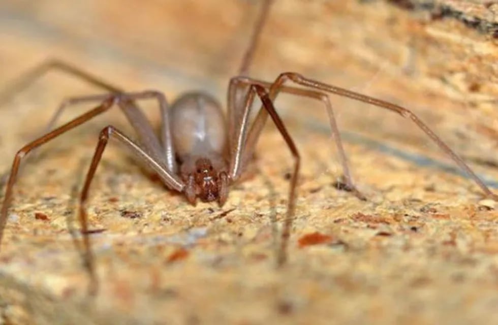 Araña loxosceles