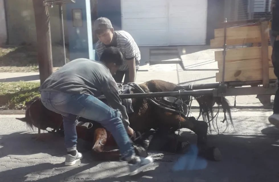 Un caballo fue rescatado y recuperado en Córdoba.