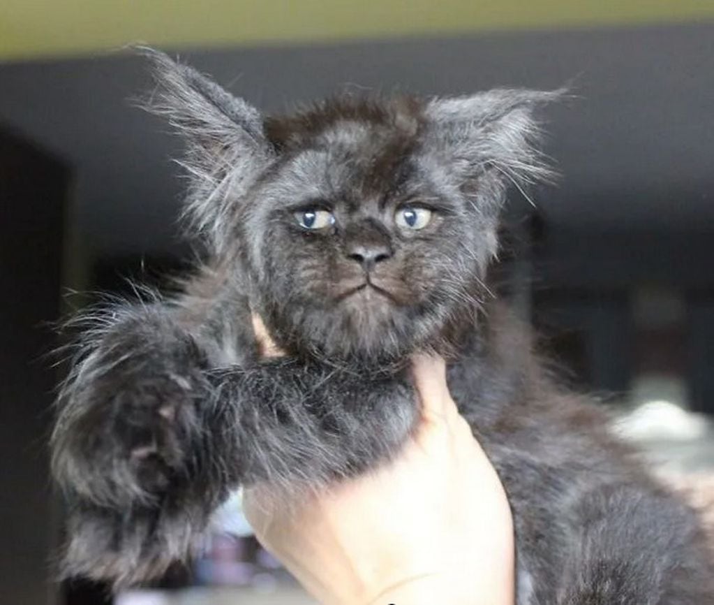 El curioso caso del gato con cara humana que se volvió viral en las redes sociales (Foto: Instagram)