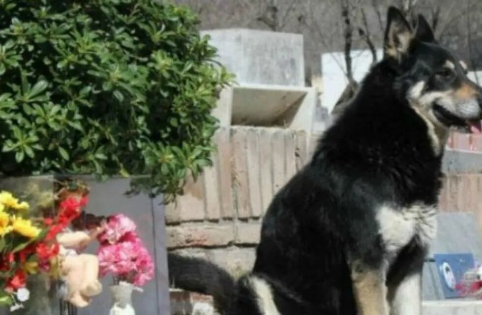 Capitán, el perro que acompañó por una década la tumba de su dueño.