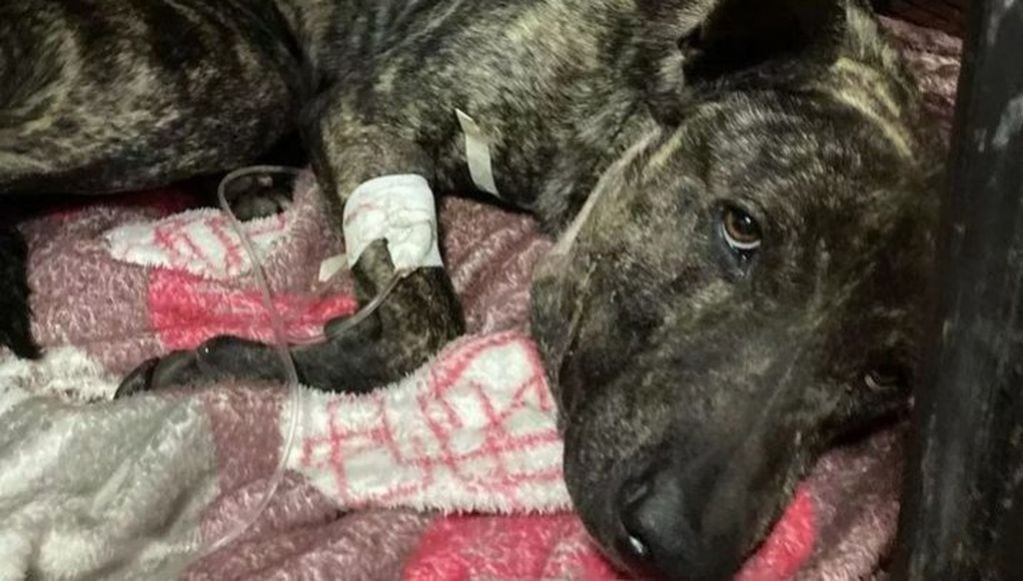 Guerrero, el perro que fue víctima de disparos, se encuentra en recuperación en un centro de adopción.