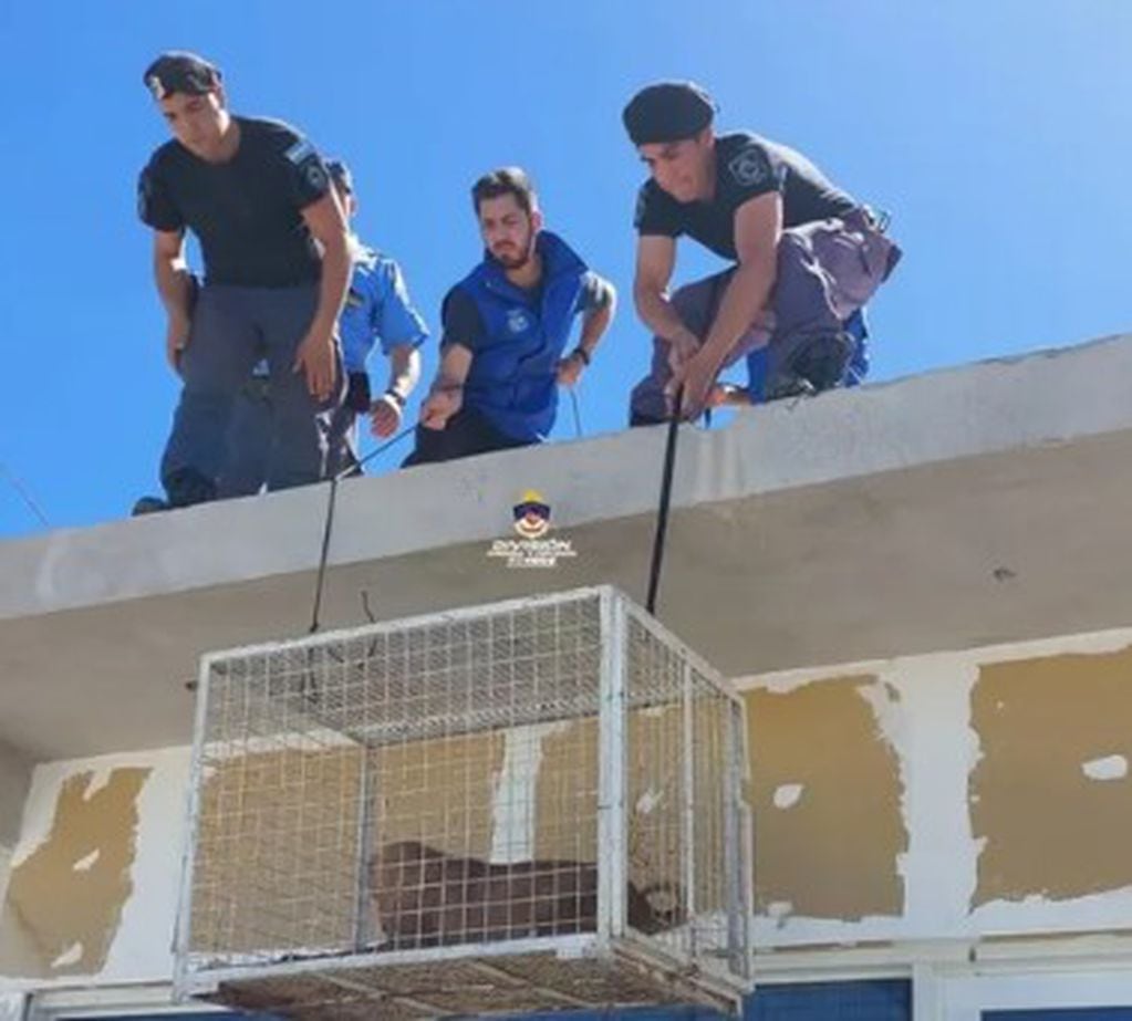 Así fue el momento en el que las autoridades policiales rescataron a los perros abandonados en la casa de Neuquén.