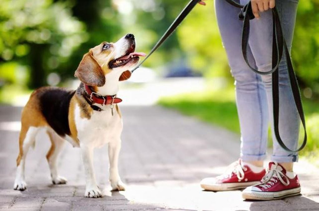 Perros paseos