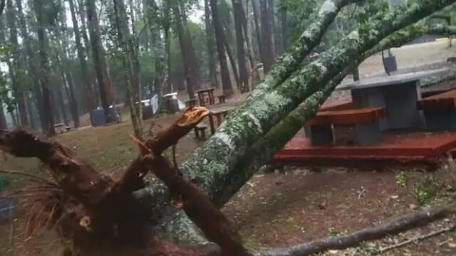 Fuerte temporal en Oberá causó caídas de árboles y postes que dejaron sin luz a gran parte de la ciudad