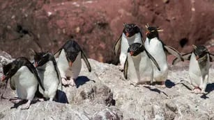 Encontaron 138 pingüinos muertos en las costas de Santa Cruz.