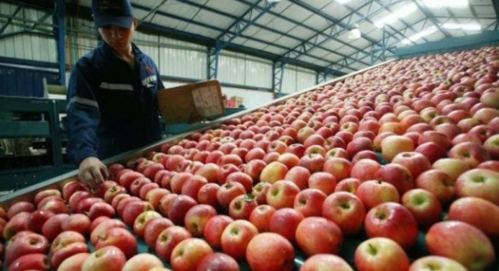 Desde Mendoza están realizando gestiones para revertir la suspensión de la exportación de peras y manzanas dispuesta por Brasil.