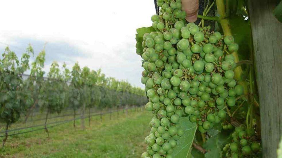 FRAGILIDAD. La uva es un fruto muy sensible a los climas extremos. (LA VOZ)