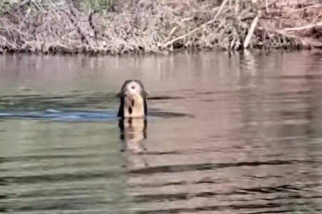 Nutria observada