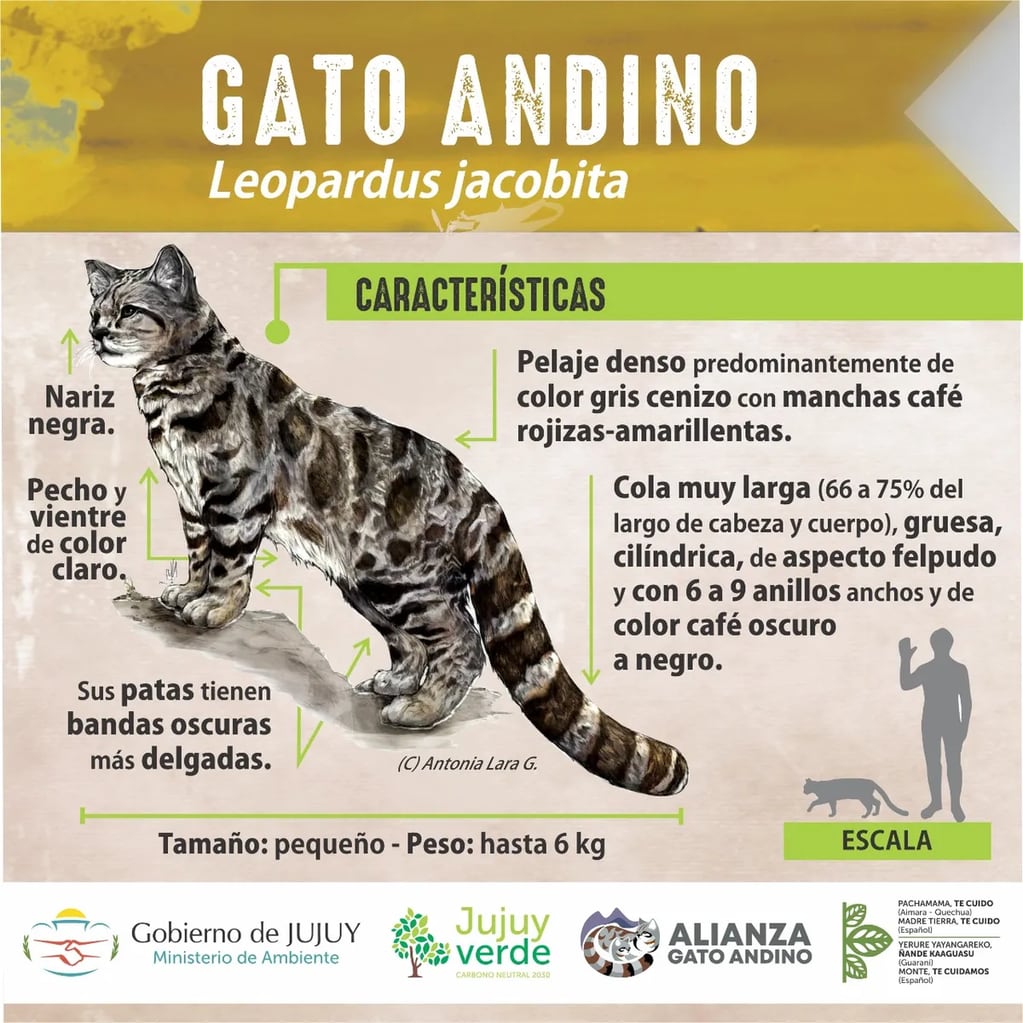 Infografía que describe al gato andino  (leopardus jacobita), especie en peligro de extinción.