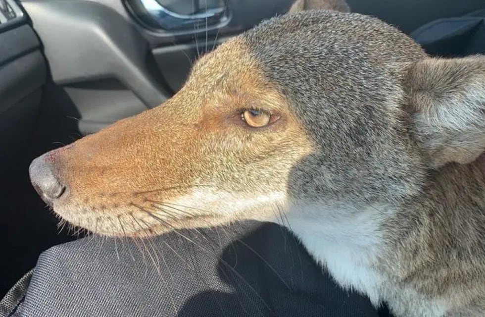 Una joven rescató a un perro herido pero resultó ser un coyote salvaje (Foto: Twitter)