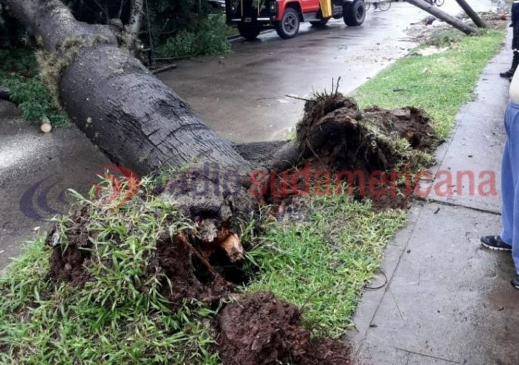 Cayó un árbol y dejó a un barrio entero de Corrientes sin luz. (Foto: Radio Sudamericana)