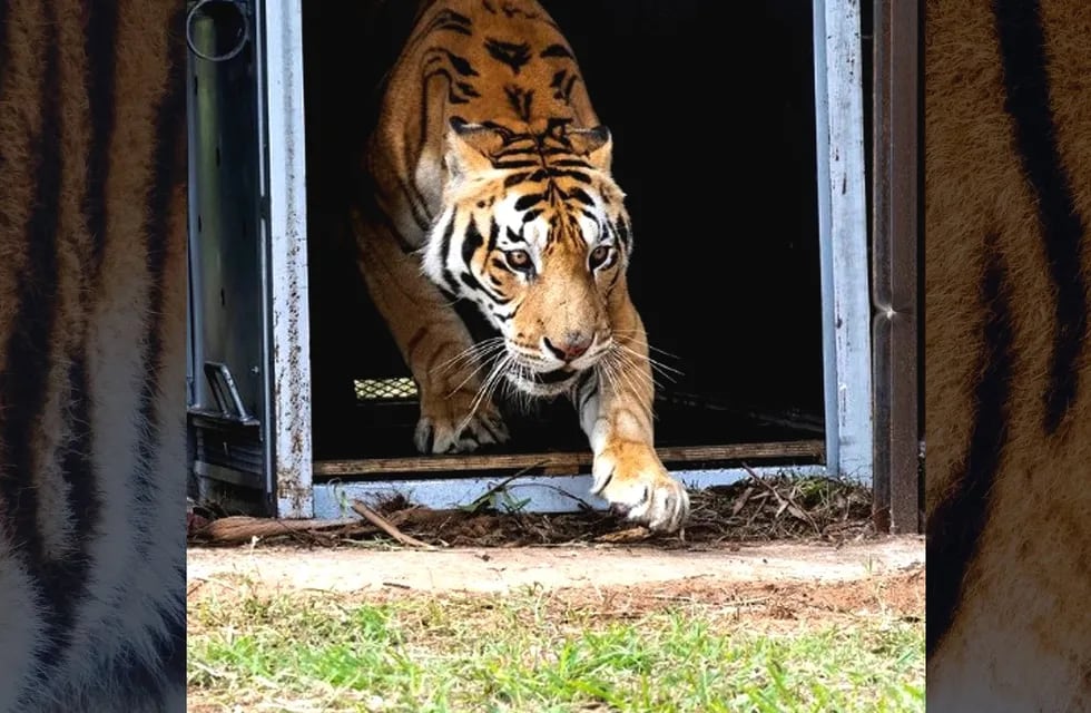 Los tigres de San Luis ya disfrutan de su nuevo hogar en Sudáfrica.