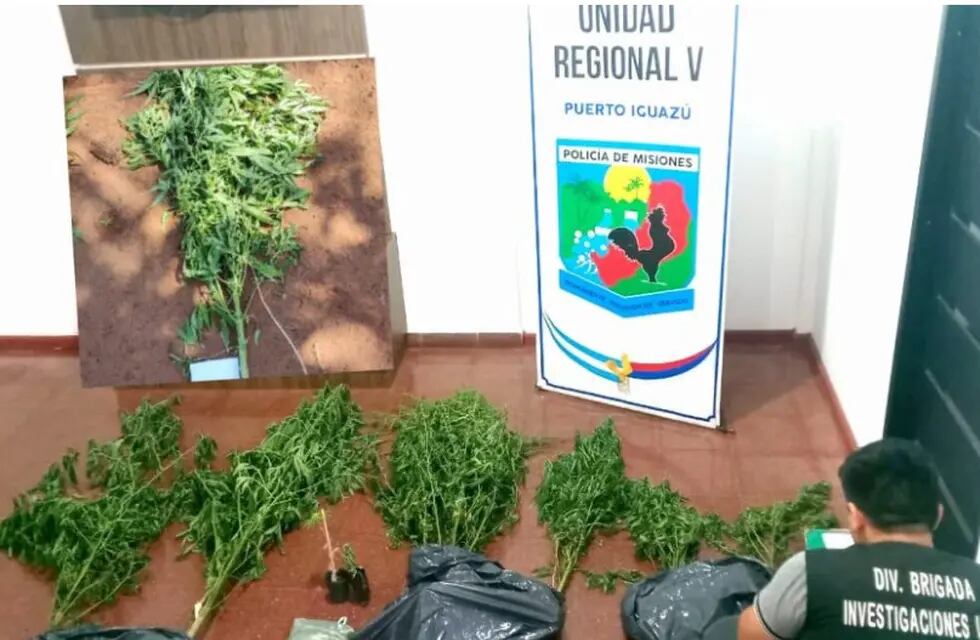 Hallan una plantación de marihuana en Puerto Iguazú.