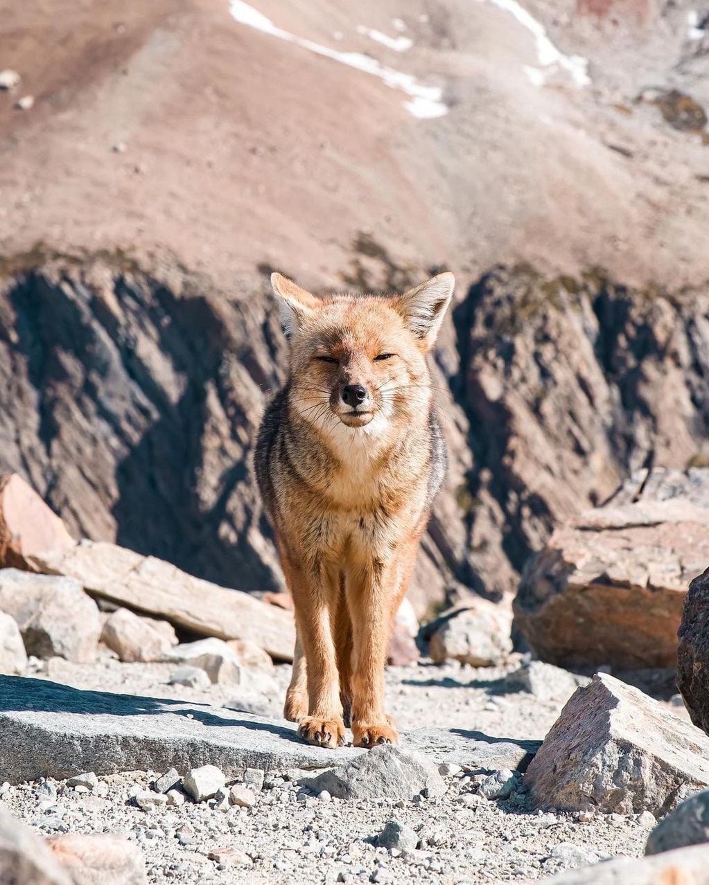 El zorro colorado patagónico paseando por El Chaltén en plena primavera.