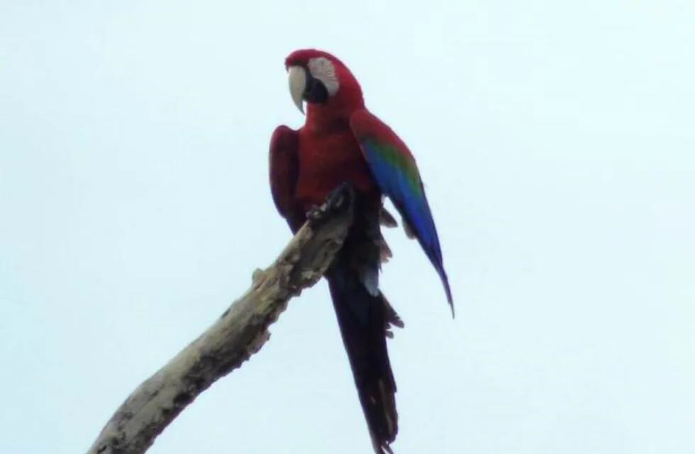 Avistaron Guacamayo Rojo en el Parque Provincial Pto. Península