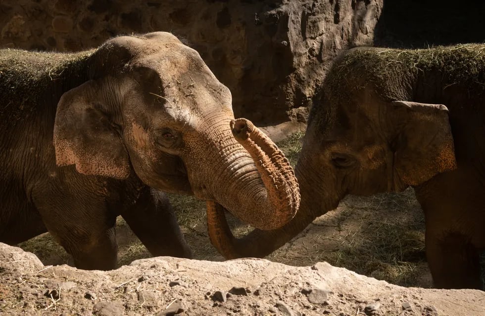 Las elefantas Pocha y Guillermina son las dos que ya están en el santuario brasileño, lugar que fue puesto en tela de juicio por el Habeas Corpus de la organización.