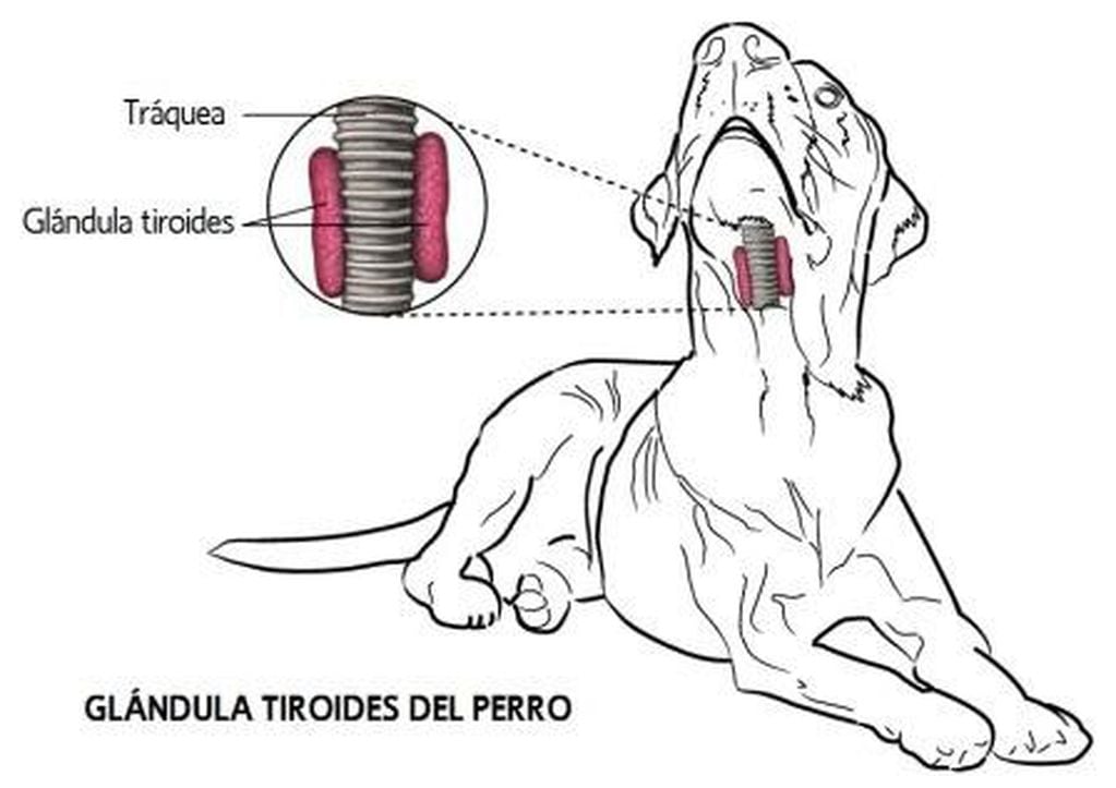 Hipotiroidismo en los perros