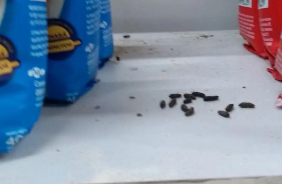 Clausuraron un supermercado en Paraná por presencia de excremento de rata en las góndolas